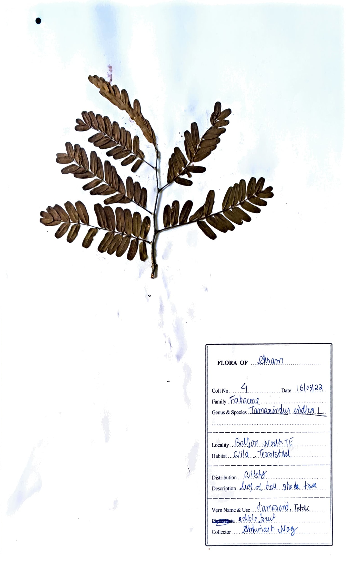 Teteli (Ass.) (Herbarium)